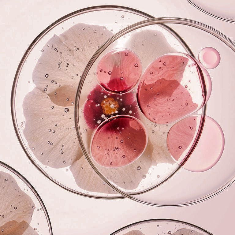 Close-up of pink flower petals in a petri dish on a light pink background